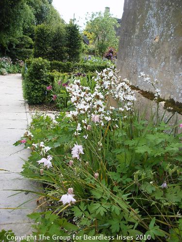 hidcote (01)
